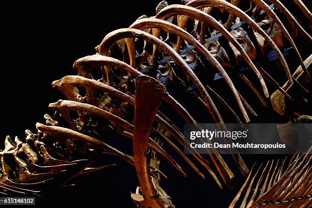 General view of the spine and rib cage of Trix the female T-Rex exhibition at the Naturalis or Natural History Museum of Leiden on October 17, 2016...