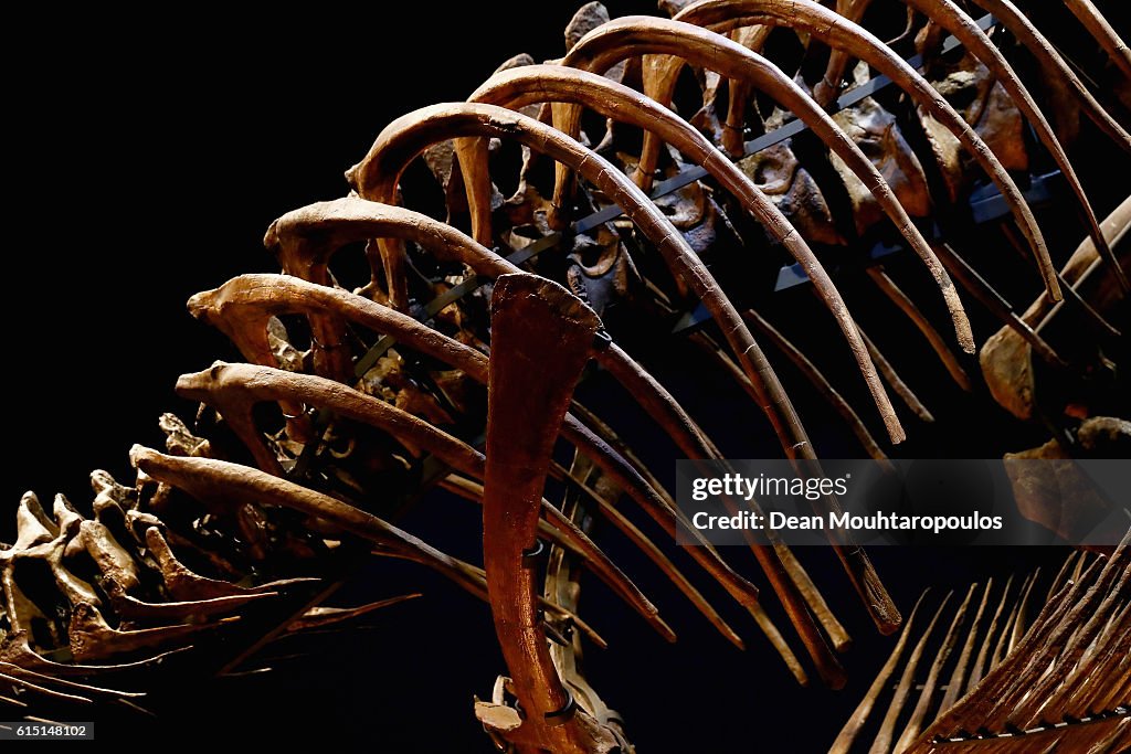 T rex named Trix at Naturalis Museum of Leiden