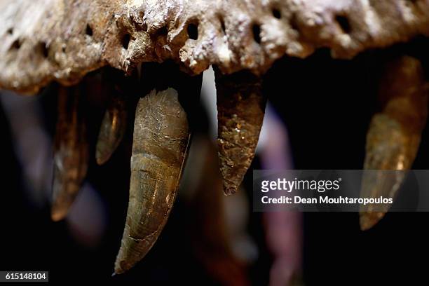 General view the skull, jaw and teeth of Trix the female T-Rex exhibition at the Naturalis or Natural History Museum of Leiden on October 17, 2016 in...