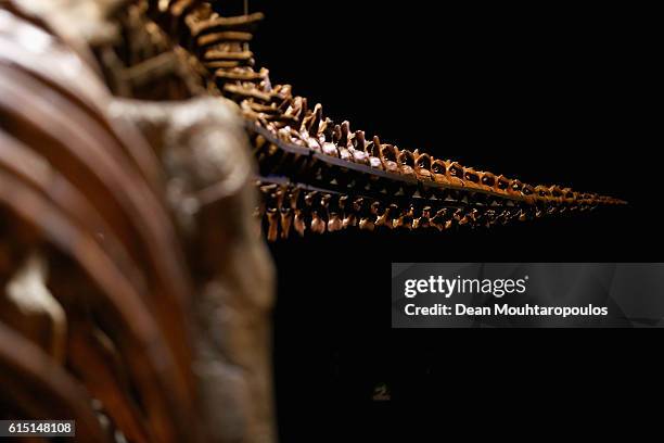 Detailed view of the tail of Trix the female T-Rex exhibition at the Naturalis or Natural History Museum of Leiden on October 17, 2016 in Leiden,...