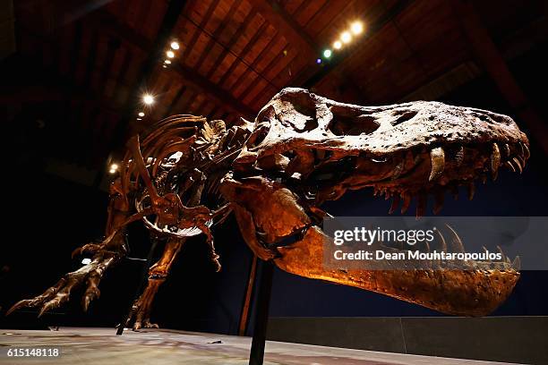 General view the skull, jaw and teeth of Trix the female T-Rex exhibition at the Naturalis or Natural History Museum of Leiden on October 17, 2016 in...