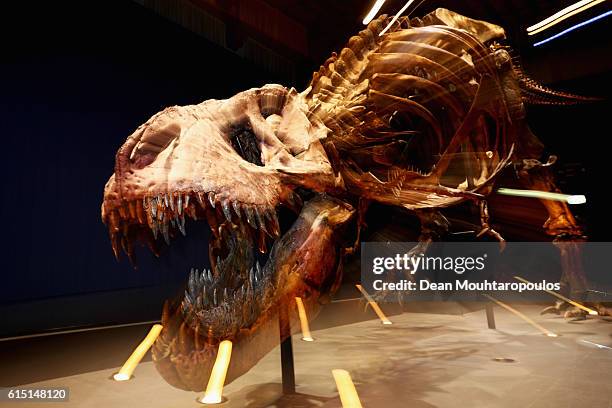 General view of the skull, jaw, rib cage and teeth of Trix the female T-Rex exhibition at the Naturalis or Natural History Museum of Leiden on...