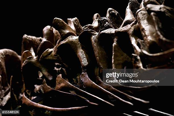 General view of the spine and rib cage of Trix the female T-Rex exhibition at the Naturalis or Natural History Museum of Leiden on October 17, 2016...