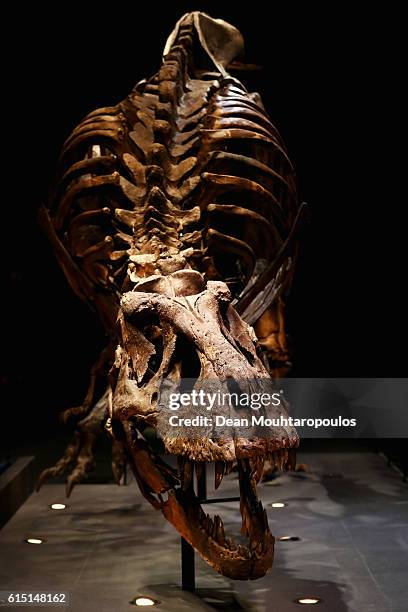 General view of the skull, jaw, rib cage and teeth of Trix the female T-Rex exhibition at the Naturalis or Natural History Museum of Leiden on...