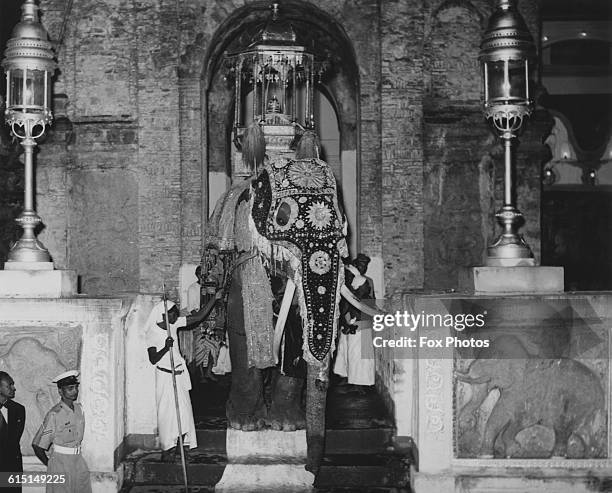 Sacred temple elephant, decorated with embroidered red velvet trappings, carries the tooth of the Buddha from the Temple of the Tooth in Kandy,...