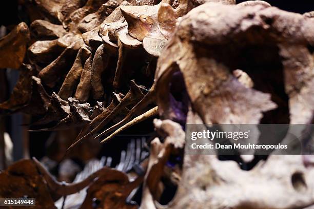 General view of the skull, jaw, rib cage and teeth of Trix the female T-Rex exhibition at the Naturalis or Natural History Museum of Leiden on...