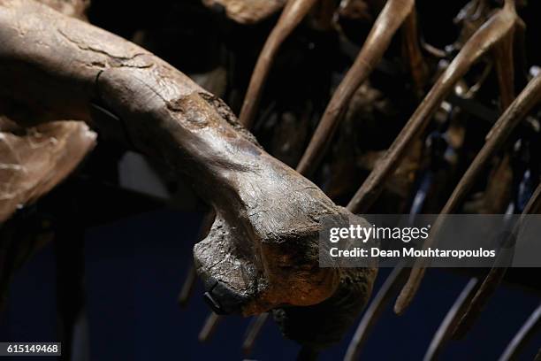 General view of the spine and rib cage of Trix the female T-Rex exhibition at the Naturalis or Natural History Museum of Leiden on October 17, 2016...