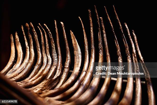 General view of the spine and rib cage of Trix the female T-Rex exhibition at the Naturalis or Natural History Museum of Leiden on October 17, 2016...