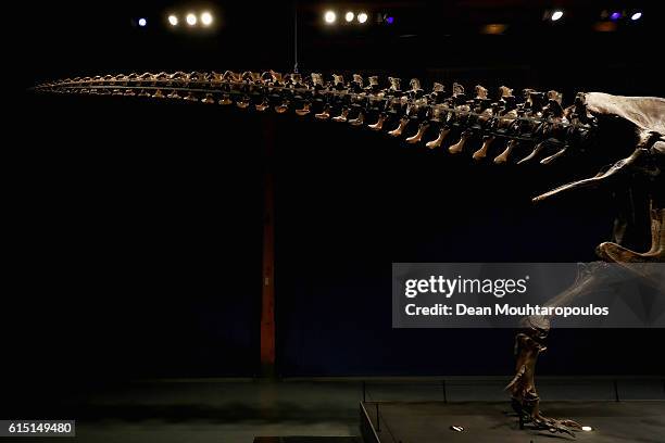 Detailed view of the tail of Trix the female T-Rex exhibition at the Naturalis or Natural History Museum of Leiden on October 17, 2016 in Leiden,...