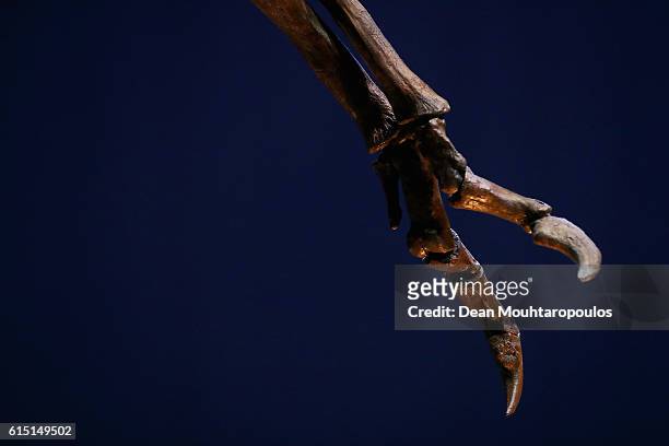 Detailed view of the hands or claws of Trix the female T-Rex exhibition at the Naturalis or Natural History Museum of Leiden on October 17, 2016 in...