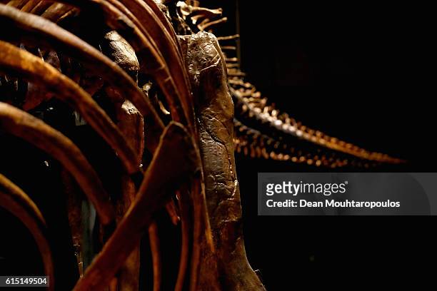 General view of the rib cage and tail of Trix the female T-Rex exhibition at the Naturalis or Natural History Museum of Leiden on October 17, 2016 in...