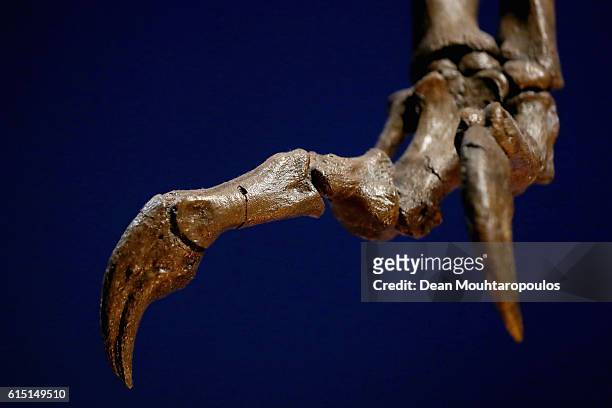 Detailed view of the hands or claws of Trix the female T-Rex exhibition at the Naturalis or Natural History Museum of Leiden on October 17, 2016 in...