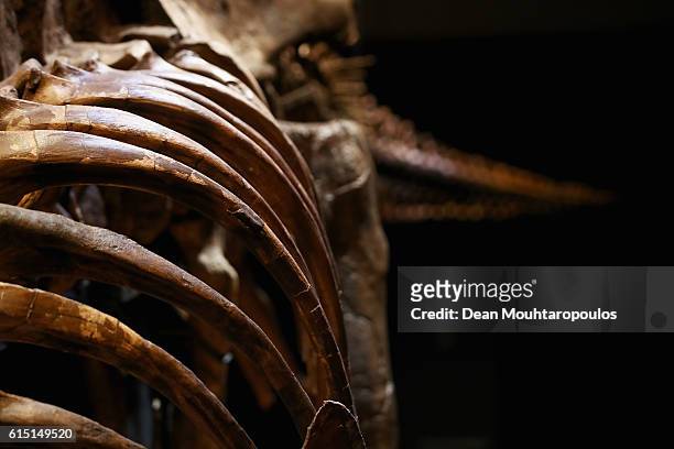 General view of the rib cage and tail of Trix the female T-Rex exhibition at the Naturalis or Natural History Museum of Leiden on October 17, 2016 in...