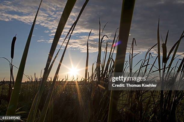 Gartz, Germany The evening sun shines between reeds. Evening atmosphere in the national park Unteres Odertal on October 02, 2016 in Gartz, Germany.