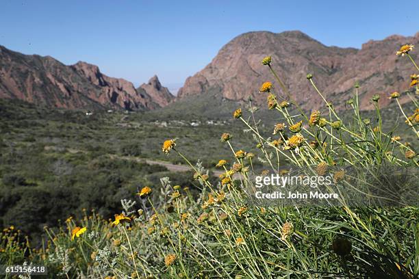 Flowers grow overlooking the Chisos Basin on October 16, 2016 in the Big Bend National Park in West Texas. Big Bend is a rugged, vast and remote...
