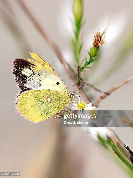 clouded sulphur butterfly - clouded yellow butterfly stockfoto's en -beelden