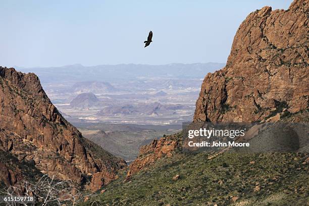 Falcon flies over the Chisos Basin on October 16, 2016 in the Big Bend National Park in West Texas. Big Bend is a rugged, vast and remote region...
