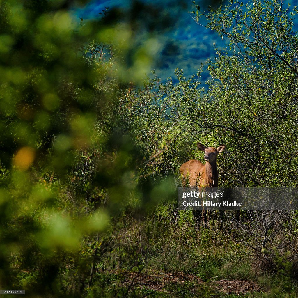 A baby Elk hiding