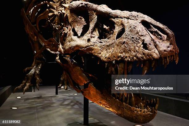 General view of the skull, jaw, rib cage and teeth of Trix the female T-Rex exhibition at the Naturalis or Natural History Museum of Leiden on...