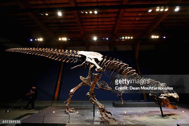 General view of the skull, jaw, tail, rib cage and teeth of Trix the female T-Rex exhibition at the Naturalis or Natural History Museum of Leiden on...