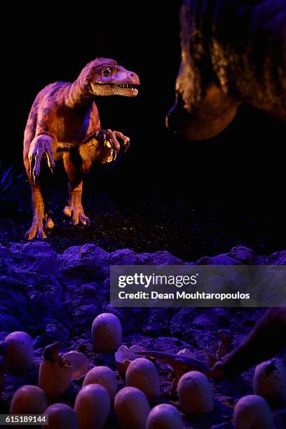 Display of the Deinonychus antirrhopus, a genus of carnivorous dromaeosaurid coelurosaurian dinosaurs and the Tenontosaurus, a genus of ornithopod...