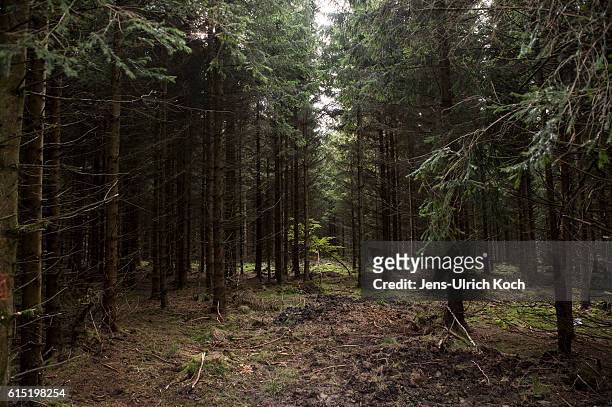 Trees stand in the forest where the remains of Peggy Knobloch, a nine-year-old murdered in 2001, were found in 2015 on October 17, 2016 near...