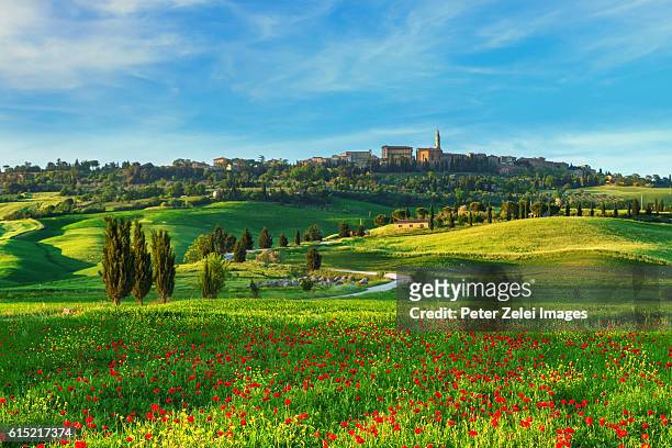 the surroundings of pienza with poppy field in val d'orcia, tuscany, italy - toskana stock-fotos und bilder