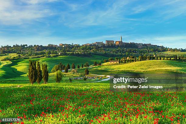 the surroundings of pienza with poppy field in val d'orcia, tuscany, italy - pienza stockfoto's en -beelden