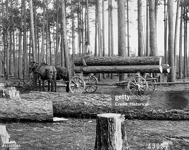 Logger skids longleaf pine logs using a team of horses and a cart. Louisiana, March 1, 1904. | Location: Carson, Calcasieu Parish, Louisiana, USA.