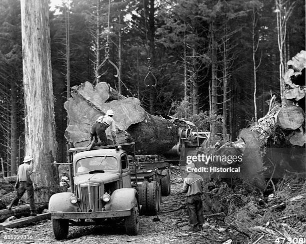 Loggers load a Sitka spruce onto a truck. Other logs, including western hemlocks, are stacked to the side. | Location: Tract 10D, Cascade Head...