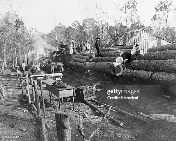 Train is loaded with timber in a lumber camp in Montgomery County, Texas, USA. | Location: Loblolly Pine forest, Montgomery County, Texas, USA.