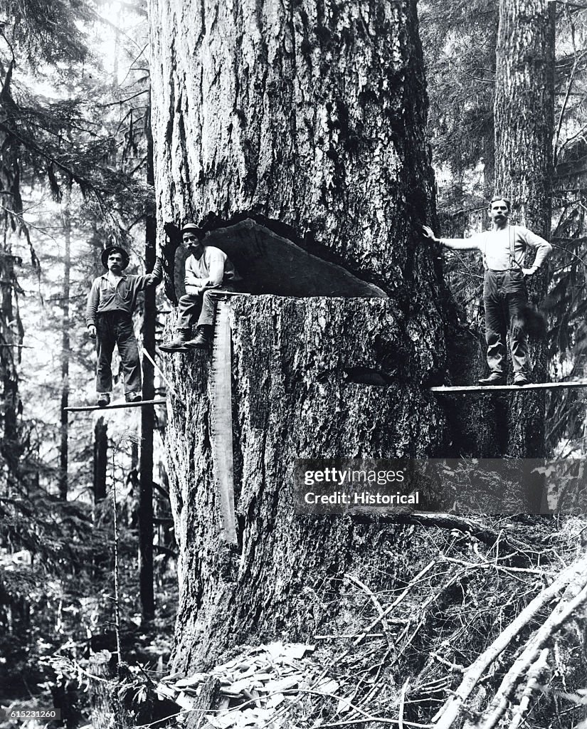 Loggers with Tree
