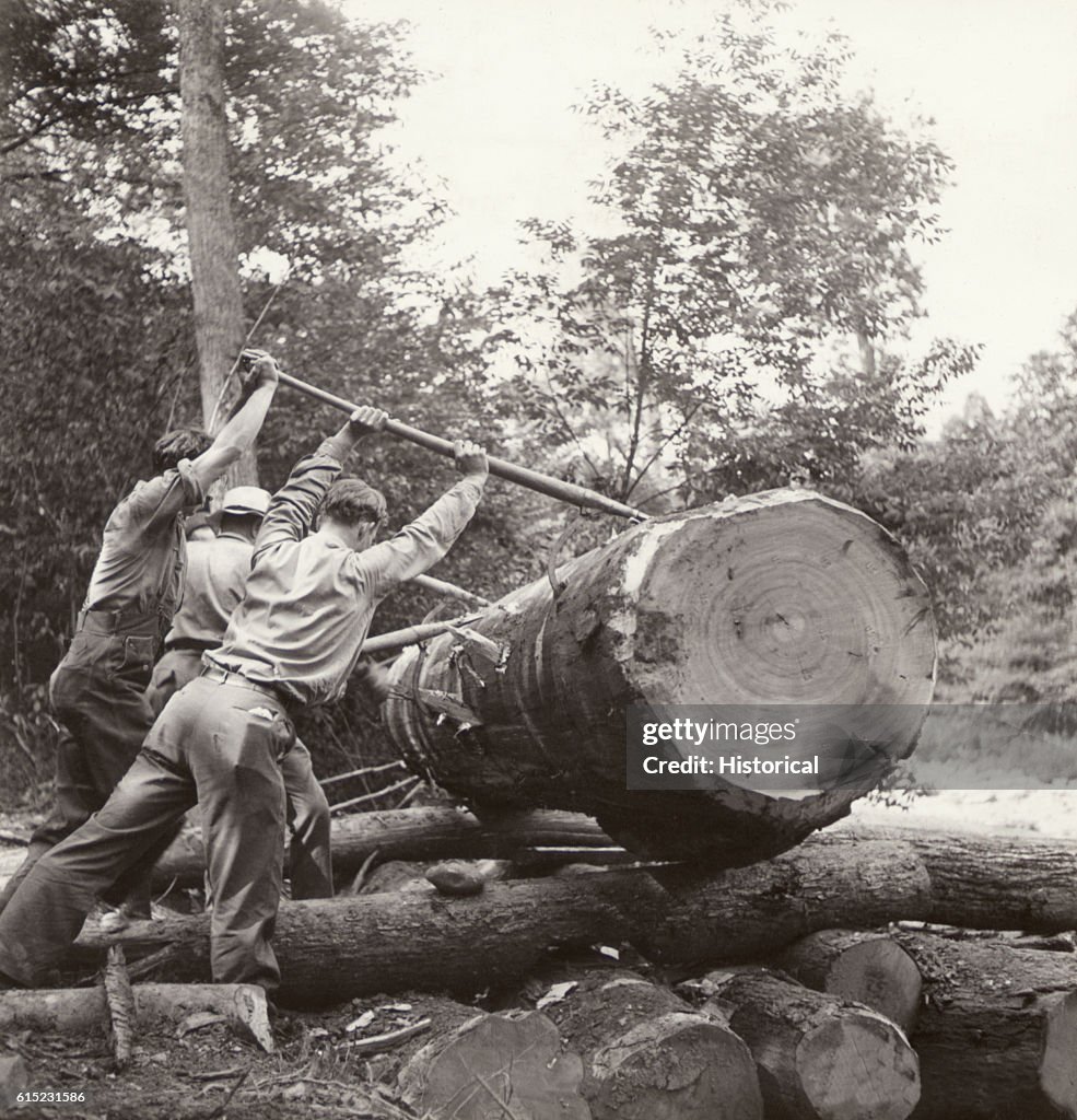River Log Riding Loggers roll a large, hardwood log on a skidway into the Elk River ...