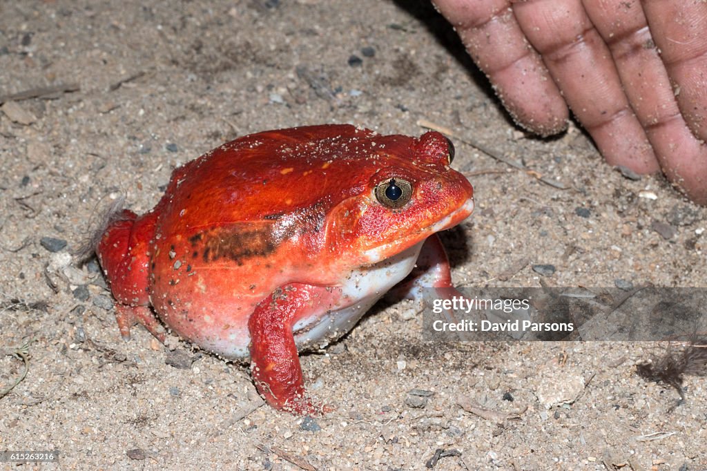 Huge red wild tomato frog with hand Maroantsetra Madagascar