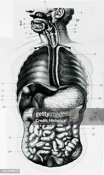 An anatomical diagram depicts the digestive tract of the human body.