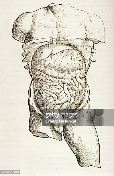 An anatomical diagram depicting a cutaway of the torso of a human male, illustrating the gastrointestinal and reproductive systems.