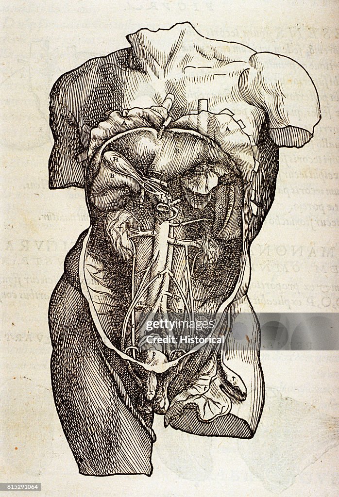 Organs in the Abdominal Cavity