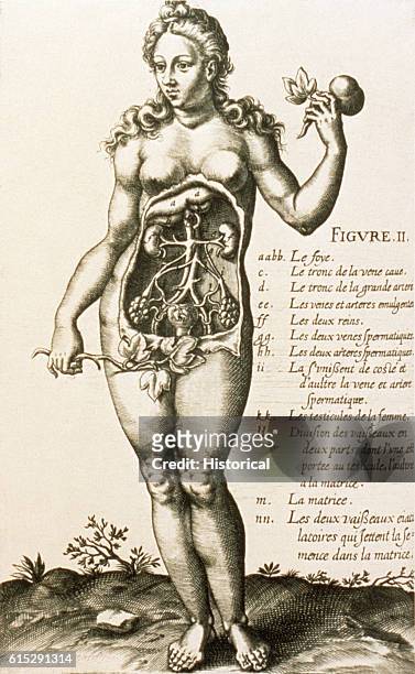Nude woman stands holding a apple with her thorax exposed to show the urogenital system.