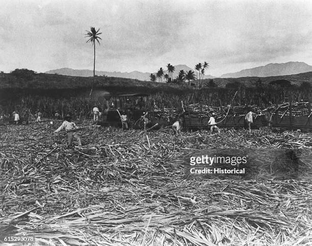 Workers at Hawaiian Sugar Plantation