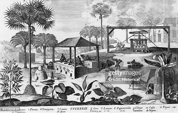 An engraving of a sugar plantation in the West Indies in the 17th century with indigenous workers being directed by plantation supervisor.