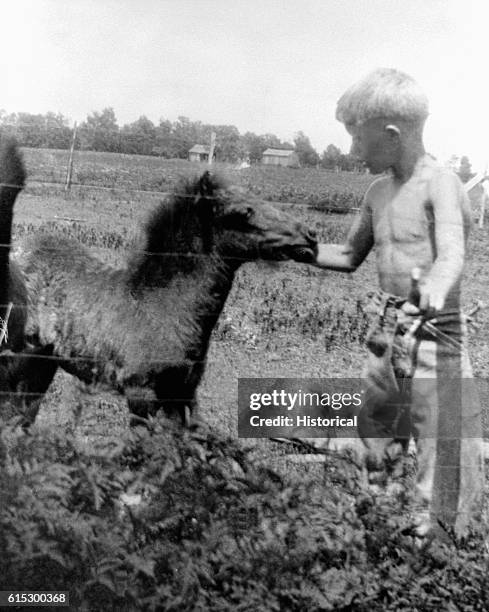 Jimmy Carter as a boy petting a colt in a field. Georgia, ca. 1920s.