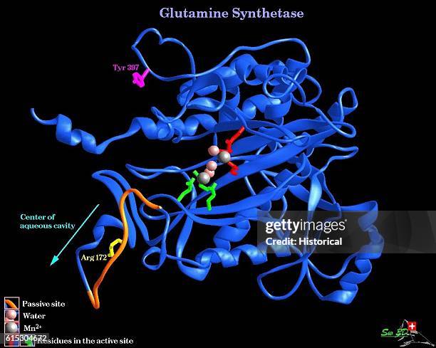 Three-dimensional computer model of a molecule of glutamine synthetase, an enzyme. The image was generated by Dr. Manuel C. Peitsch at the Glaxo...