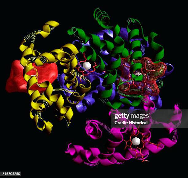 Three-dimensional computer model of an oxyhemoglobin protein molecule. Oxyhemoglobin is an oxygenated hemoglobin molecule, which combines with oxygen...