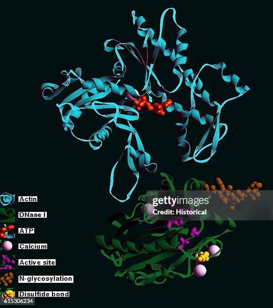 Three-dimensional computer model of the enzyme DNase I and the protein actin. The twisted blue ribbons are the amino acid strings of actin, the dark...