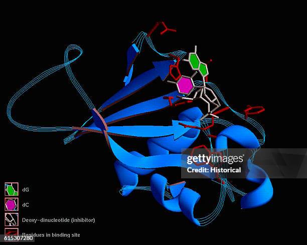 Three-dimensional computer model of an barnase molecule, an enzyme. The blue twisted ribbons are amino acid strings, the two contiguous green...