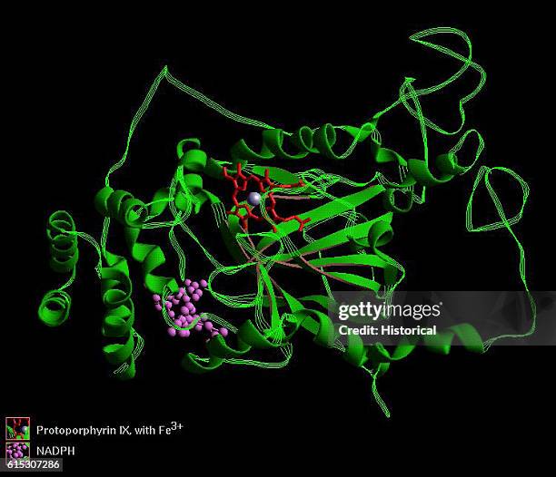 structure of catalase determined by microed - pmc... Catalase Photos and Premium High Res Pictures - Getty Images
