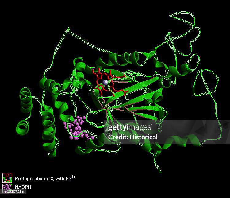 catalase structure catalase (katalase) kopen? Images... A three-dimensional computer model of a molecule of catalase, an ...