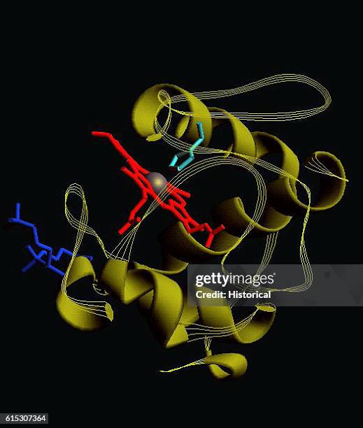 Three-dimensional computer model of a Cytochrome molecule, a protein. The twisted olive-green ribbon is an amino acid string, the red ring...