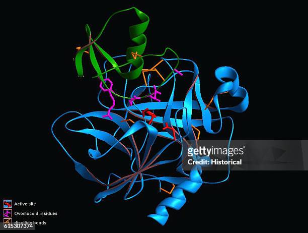Three-dimensional computer model of a chymotrypsin ovomucoid molecule, a protein. The twisted blue and green ribbons represent amino acid strings,...