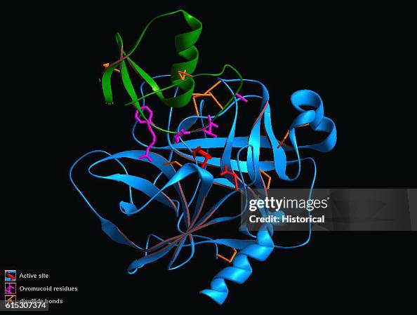 A three-dimensional computer model of a chymotrypsin ovomucoid... News ...